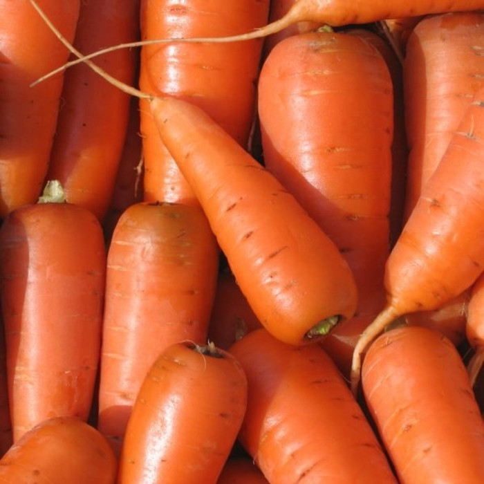 Carrot seeds «Carotel»