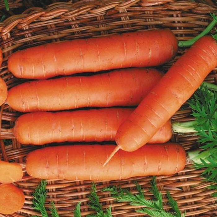 Насіння моркви «Делікатесна»