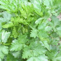 Parsley seeds «Carnival»