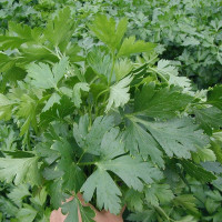 Насіння петрушки «Новас»