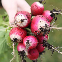 Семена редиса «Базис»