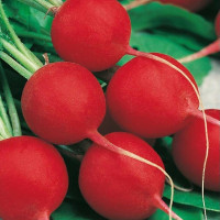 Семена редиса «Сакса»