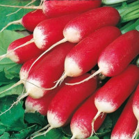 Семена редиса «Силезия»