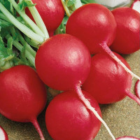 Семена редиса «Илка»