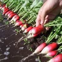 Radishes seeds «French breakfast»