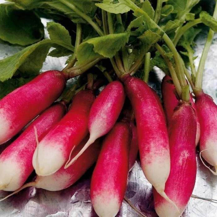 Radishes seeds «French pop»