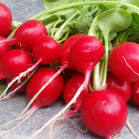 Radishes seeds «Poker»
