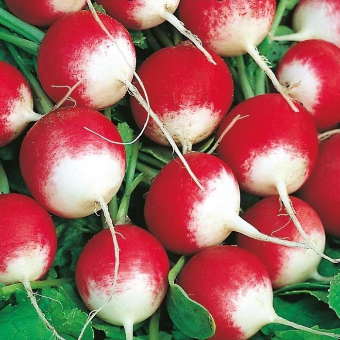 Radishes seeds «Red with white tip»