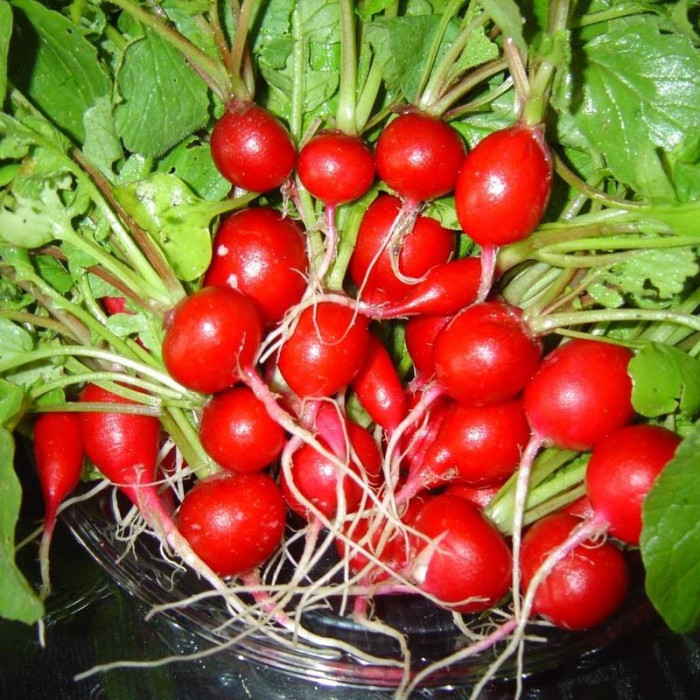 Radishes seeds «Early red»