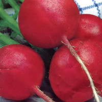 Radishes seeds «Duro»