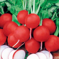 Radishes seeds «Soffit»