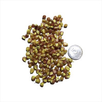 Насіння кукурудзи попкорн «Ранній рожевий»