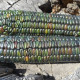 Семена кукурузы попкорн «Оаксаканская зеленая»