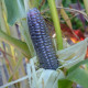 Corn seeds «Japonica»