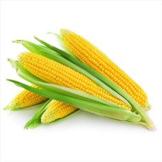 Насіння кукурудзи «Любава 279МВ»