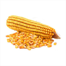Corn seeds «Kadr 267MV»