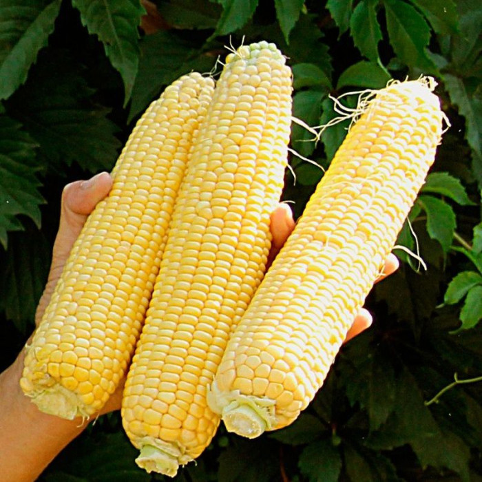 Семена кукурузы «Хмельницкая» F1