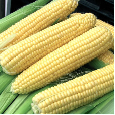 Corn seeds «Sundance» F1
