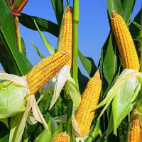 Corn seeds «Yarovets 243 MV» F1