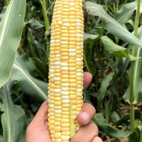 Семена кукурузы «Украинский Биколор» F1