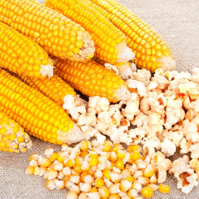 Семена кукурузы попкорн «Жёлтый»