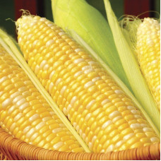 Corn seeds «Cooks Delight»