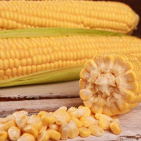 Corn seeds «Sentis» F1