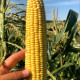 Семена кукурузы «Импресарио» F1