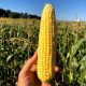 Семена кукурузы «Импресарио» F1