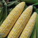 Corn seeds «Prometey» F1
