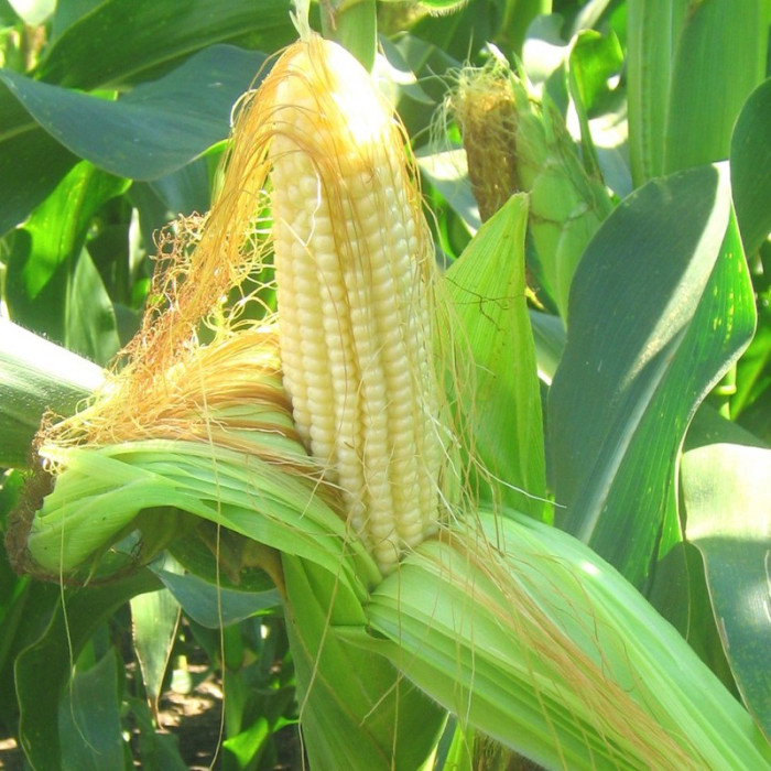 Corn seeds «Medunka» F1