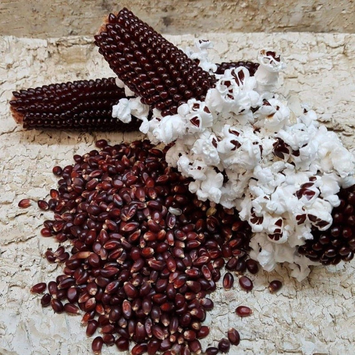 Семена кукурузы попкорн «Красный»