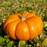 Насіння гарбуза «Медова красуня»