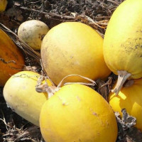 Насіння гарбуза «Болгарка»