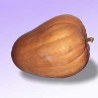 Семена тыквы «Чудо»