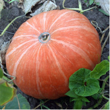 Pumpkin seeds «Universal»