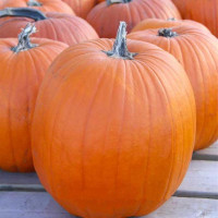 Насіння гарбуза «Яніна»