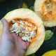 Pumpkin seeds «Danka Polka»