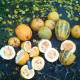 Pumpkin seeds «Danka Polka»