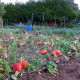 Pumpkin seeds «Rouge vif Detampes»