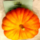 Pumpkin seeds «Rouge vif Detampes»