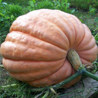 Семена тыквы «Титан»