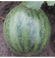Pumpkin seeds «Cucumber Melon»