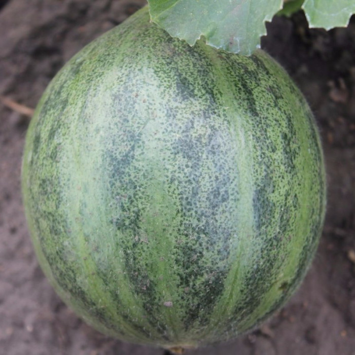 Pumpkin seeds «Cucumber Melon»