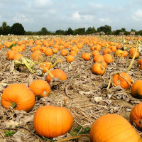 Pumpkin seeds «Centner»