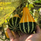 Pumpkin seeds «Small Pear Bicolor»