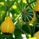 Pumpkin seeds «Small Pear Bicolor»