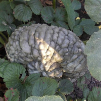 Насіння гарбуза «Маріна ді Кьожжа»