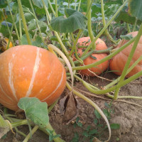 Семена тыквы «Кардинал»