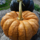 Pumpkin seeds «Futsu Kurokawa»